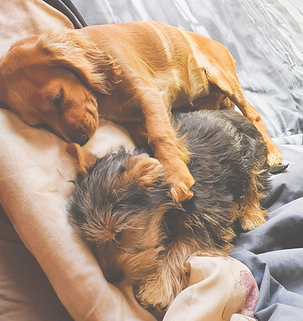 Puppies sleeping