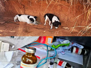 Veja quem são os servidores acusados de maus-tratos contra animais em Cordeiro