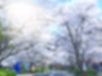 寺尾ヶ原千本桜公園1_edited.jpg