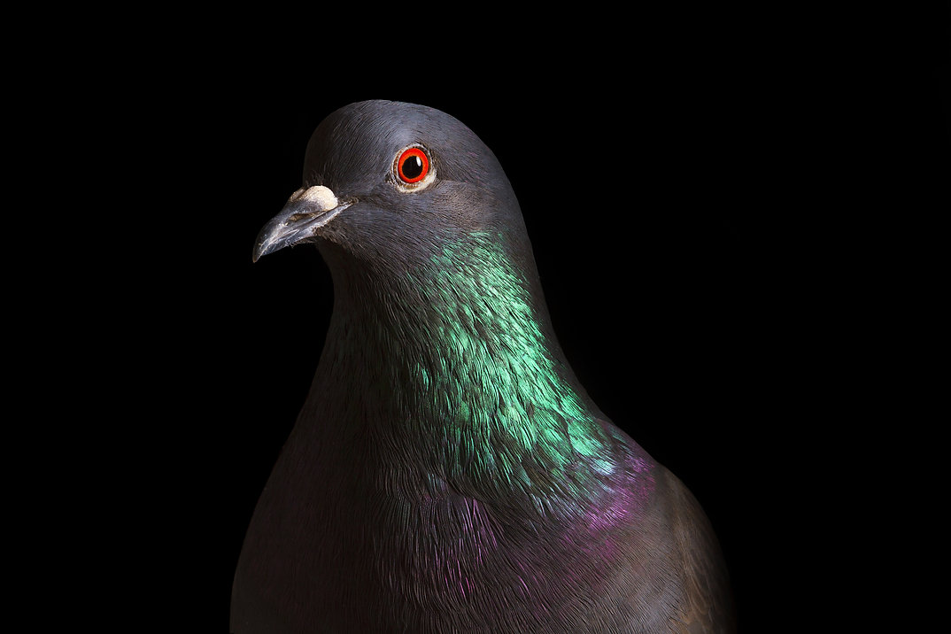 black pigen.jpeg