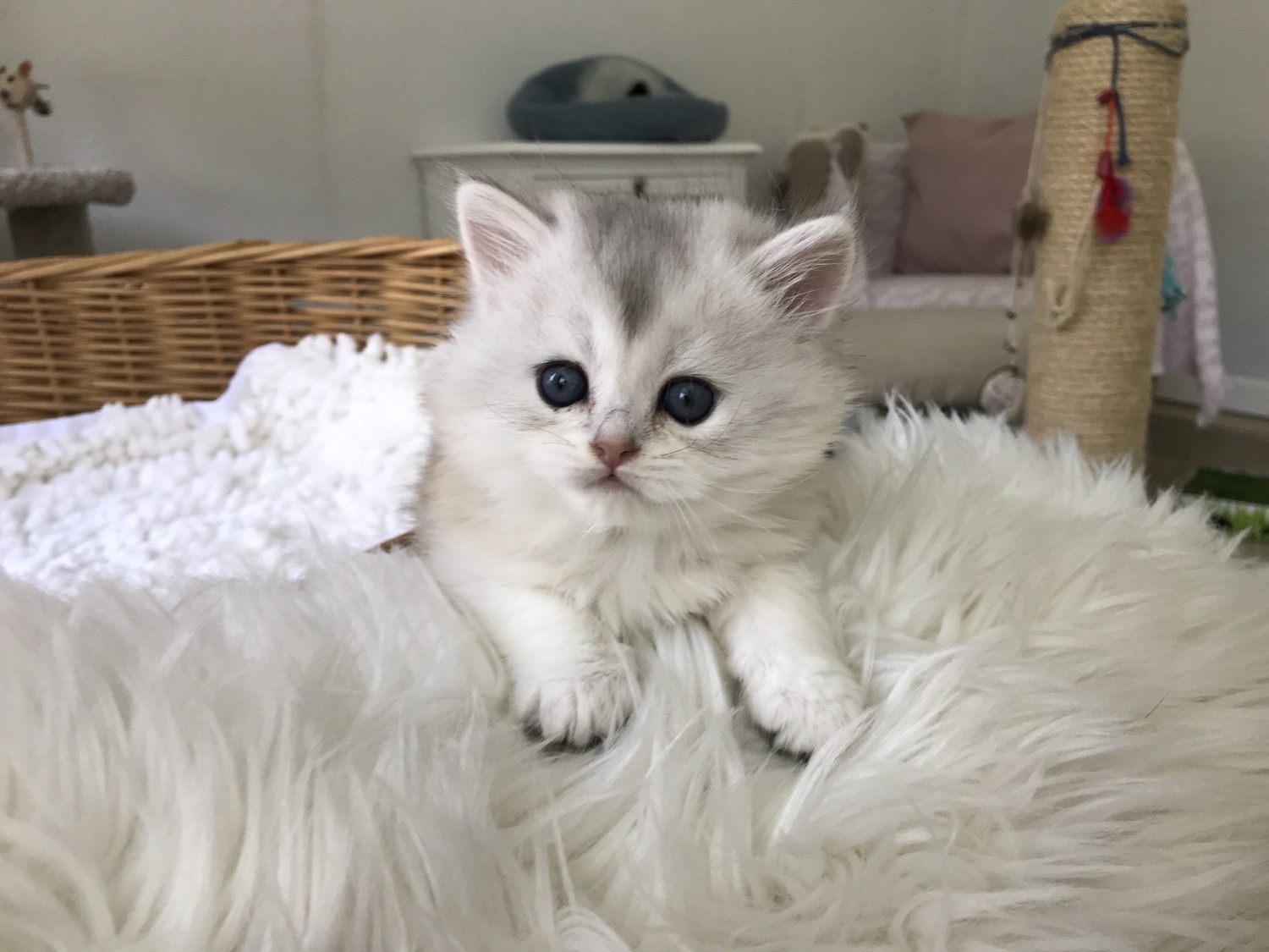 Scottish Cat Cattery "CAT SHALOM"