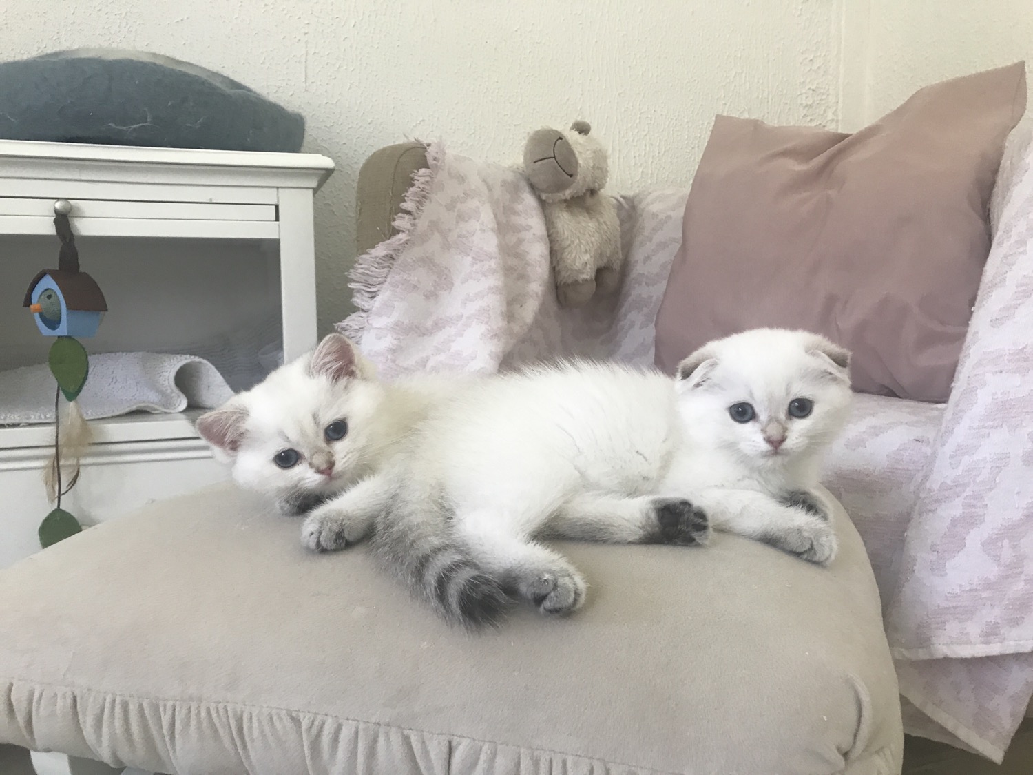 Scottish Cat Cattery "CAT SHALOM"