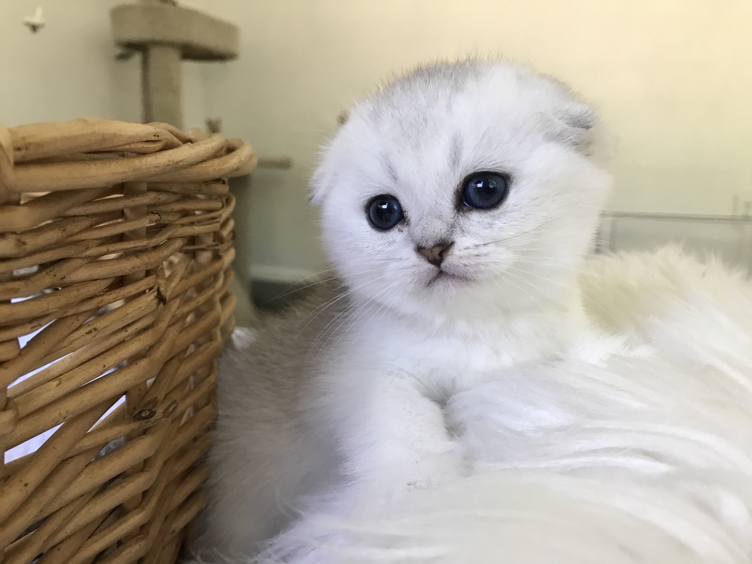 Scottish Cat Cattery "CAT SHALOM"