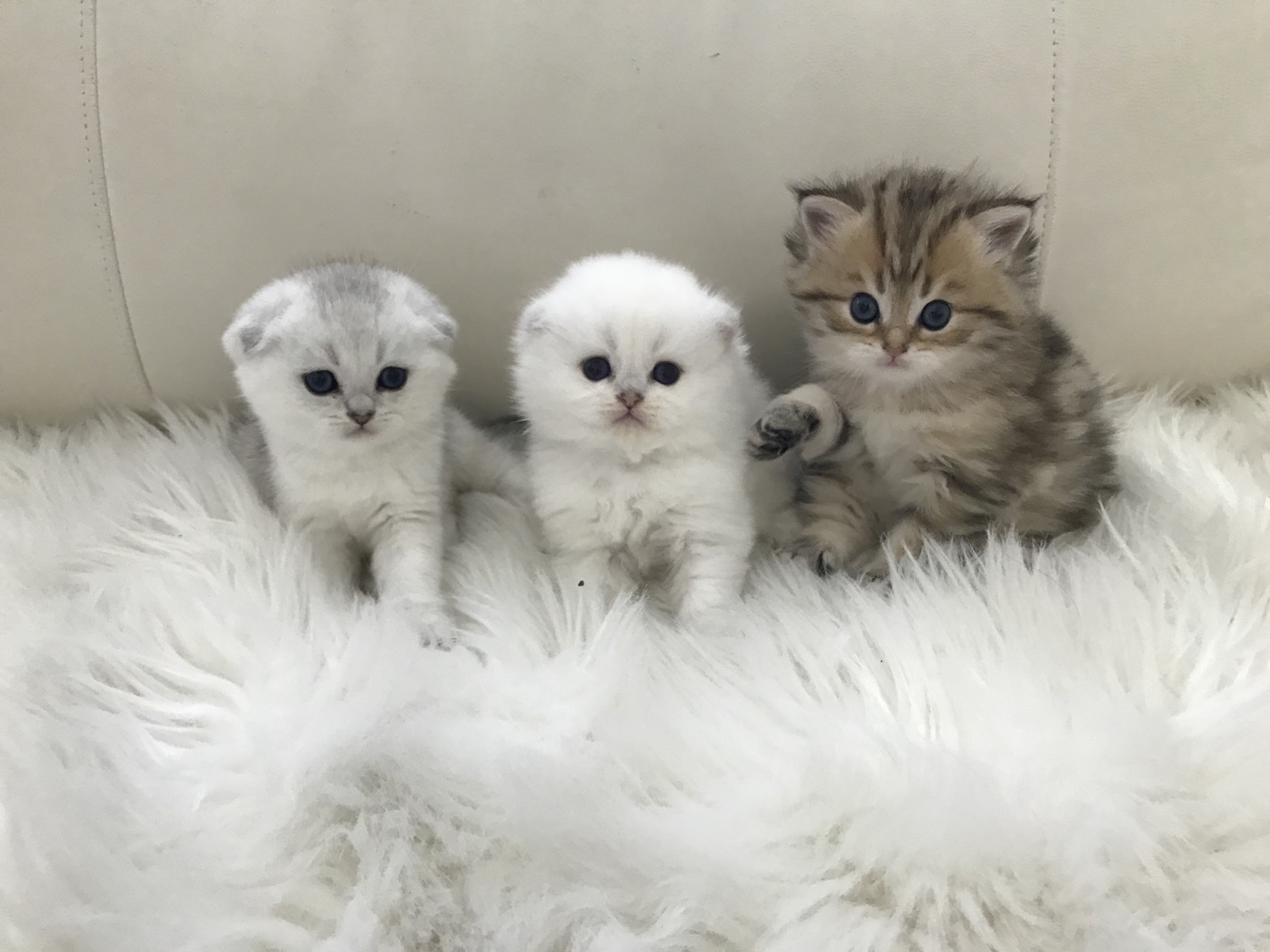 Scottish Cat Cattery "CAT SHALOM"