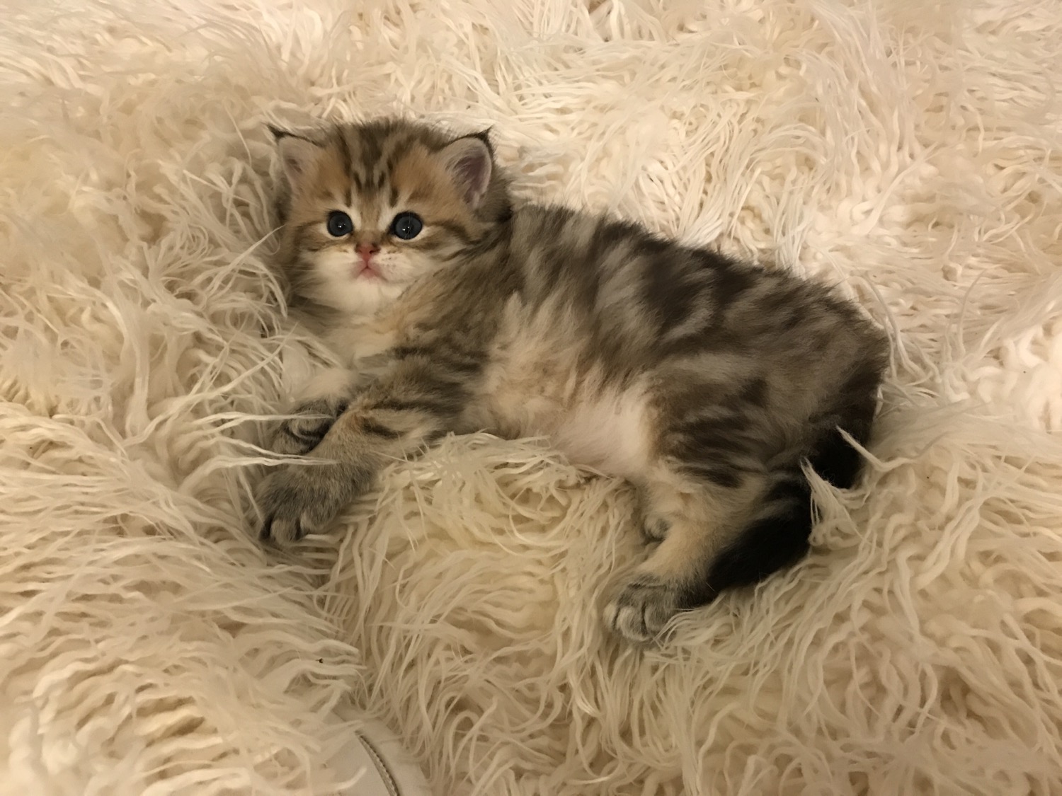 Scottish Cat Cattery "CAT SHALOM"