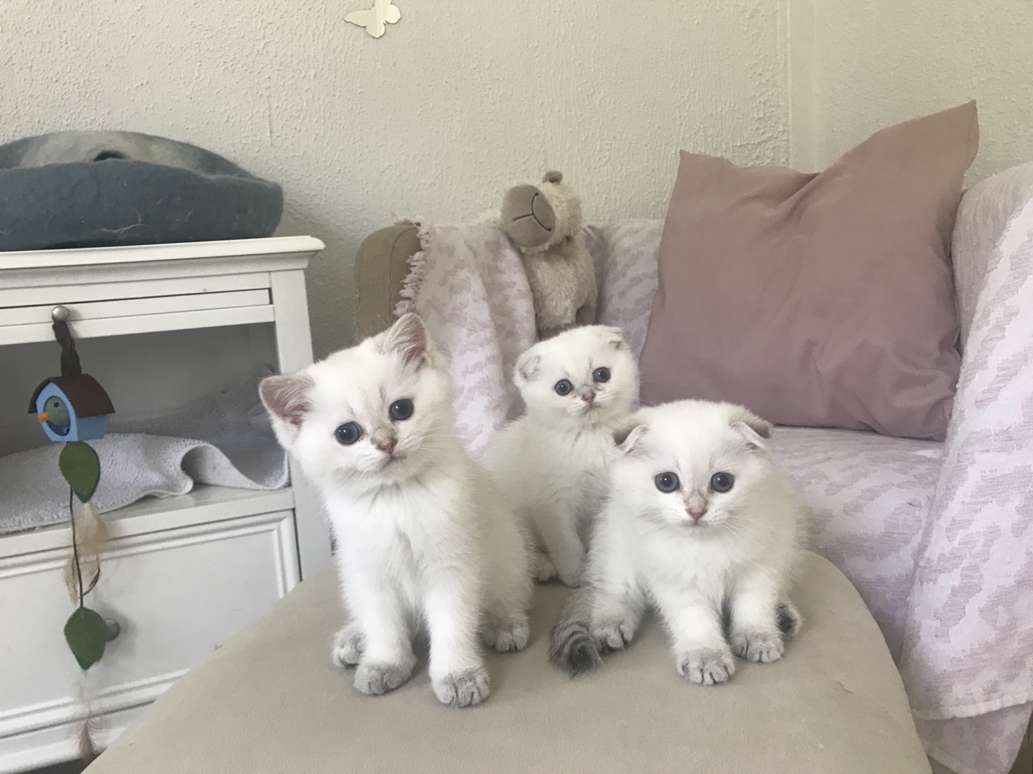 Scottish Cat Cattery "CAT SHALOM"