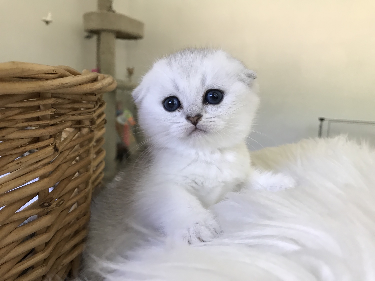 Scottish Cat Cattery "CAT SHALOM"