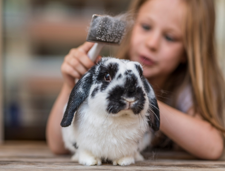 4-h_website_images_0.png