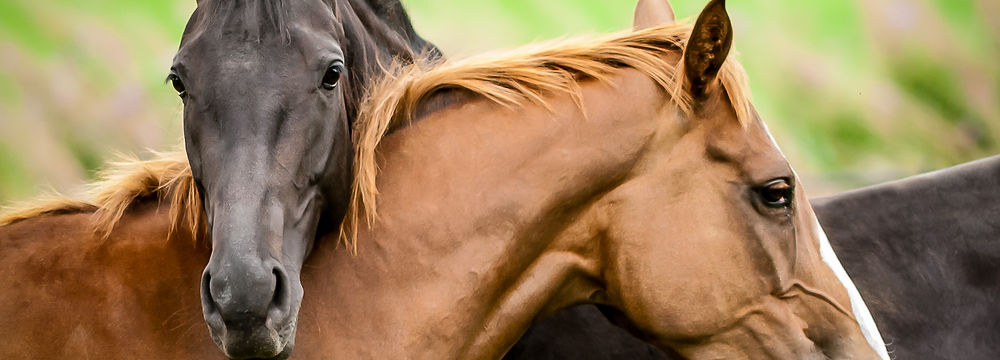 Comportamento Equino