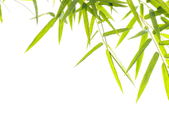 Bamboo.png
