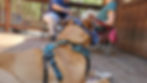 Fawn colored dog wearing a muzzle and harness practices relaxing on a mat near strangers while on leash