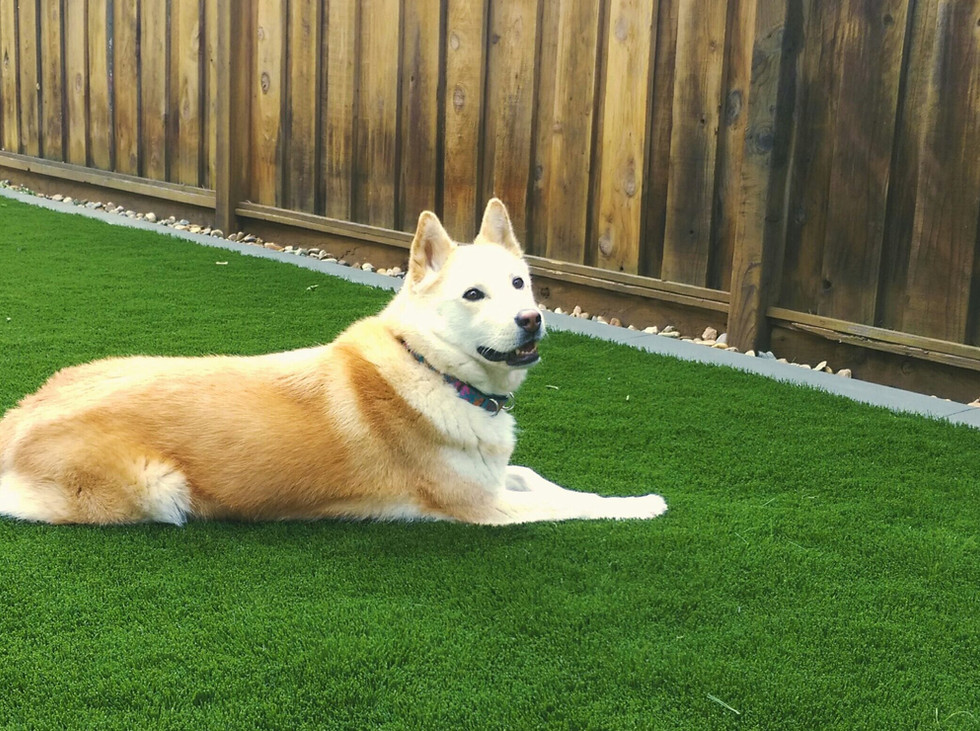 Dog Training Yes Dog Training Shingletown