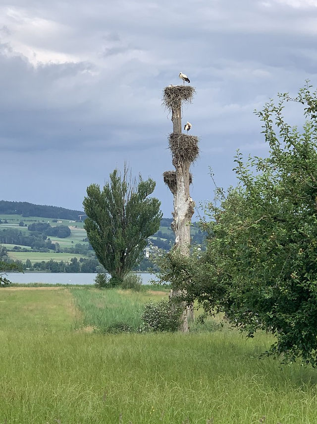 Greifensee