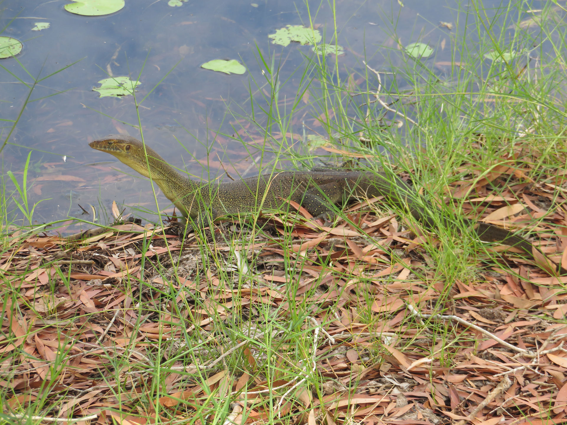 Nessie??
