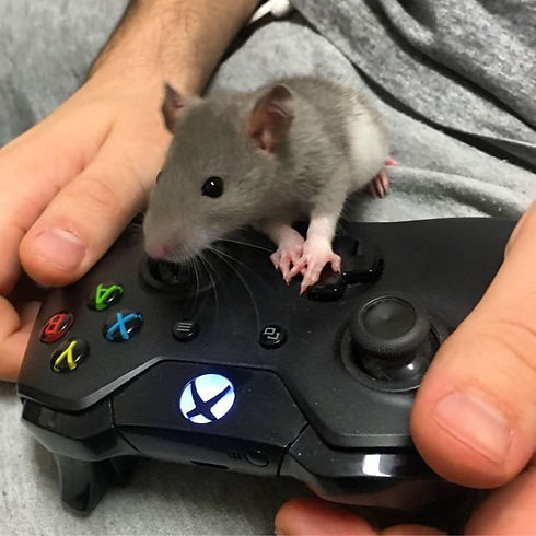 gaming.jpg