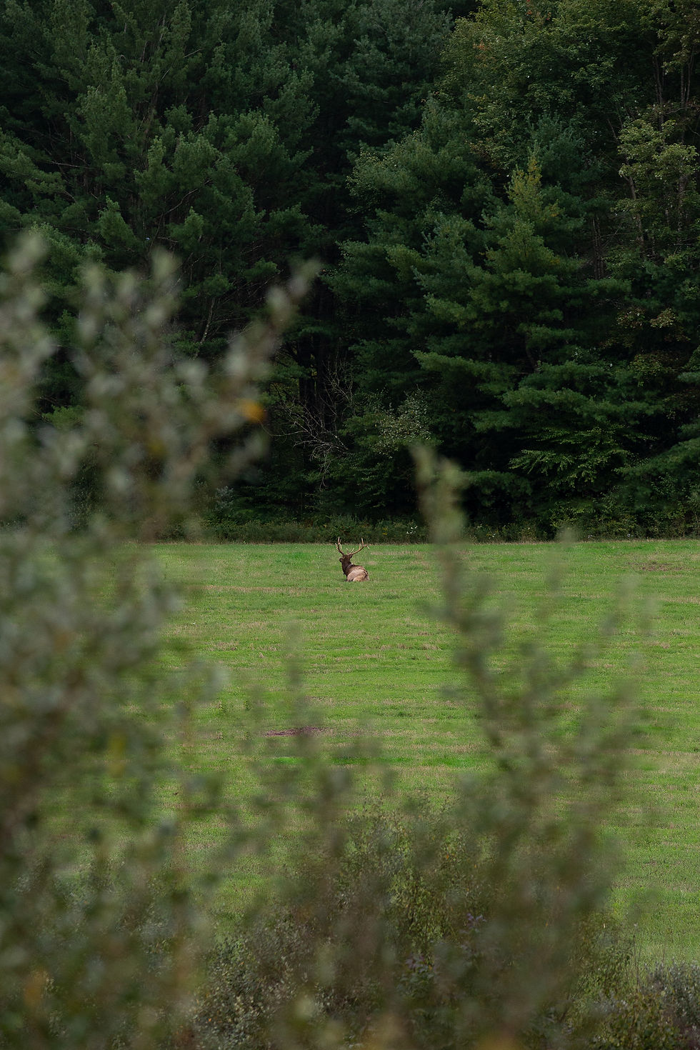 Ashley Stack Photography photographs an elk in a field in Benezette, Pennsylvania