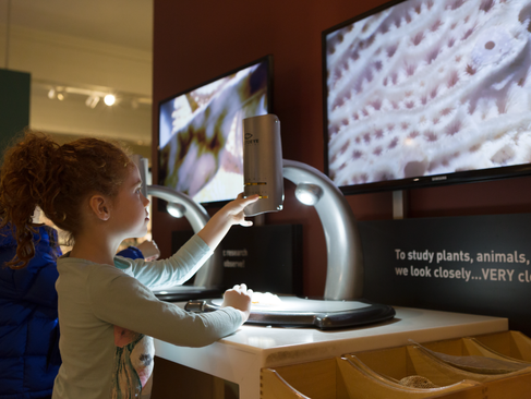 A girl sits at a microscope in the Carnegie Museum of Natural History