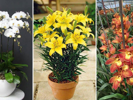 Những điều thú vị về hoa hợp mệnh - Trưng bày hoa hợp mệnh trong gia đình