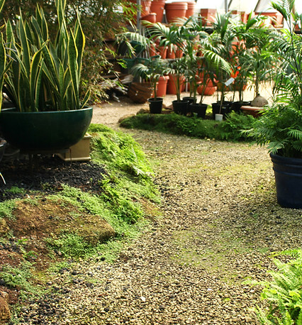 Garden Pathway View
