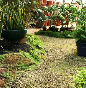 Garden Pathway View