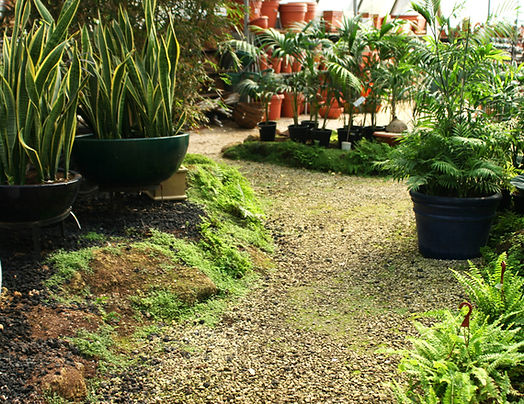 Garden Pathway View