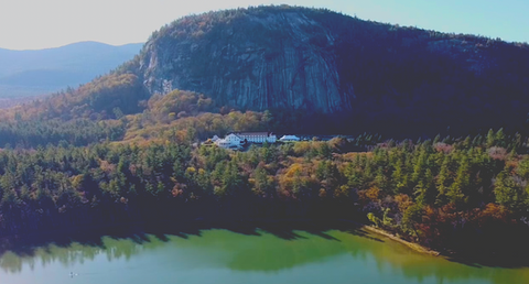 illustrator_Green fish-.jpg