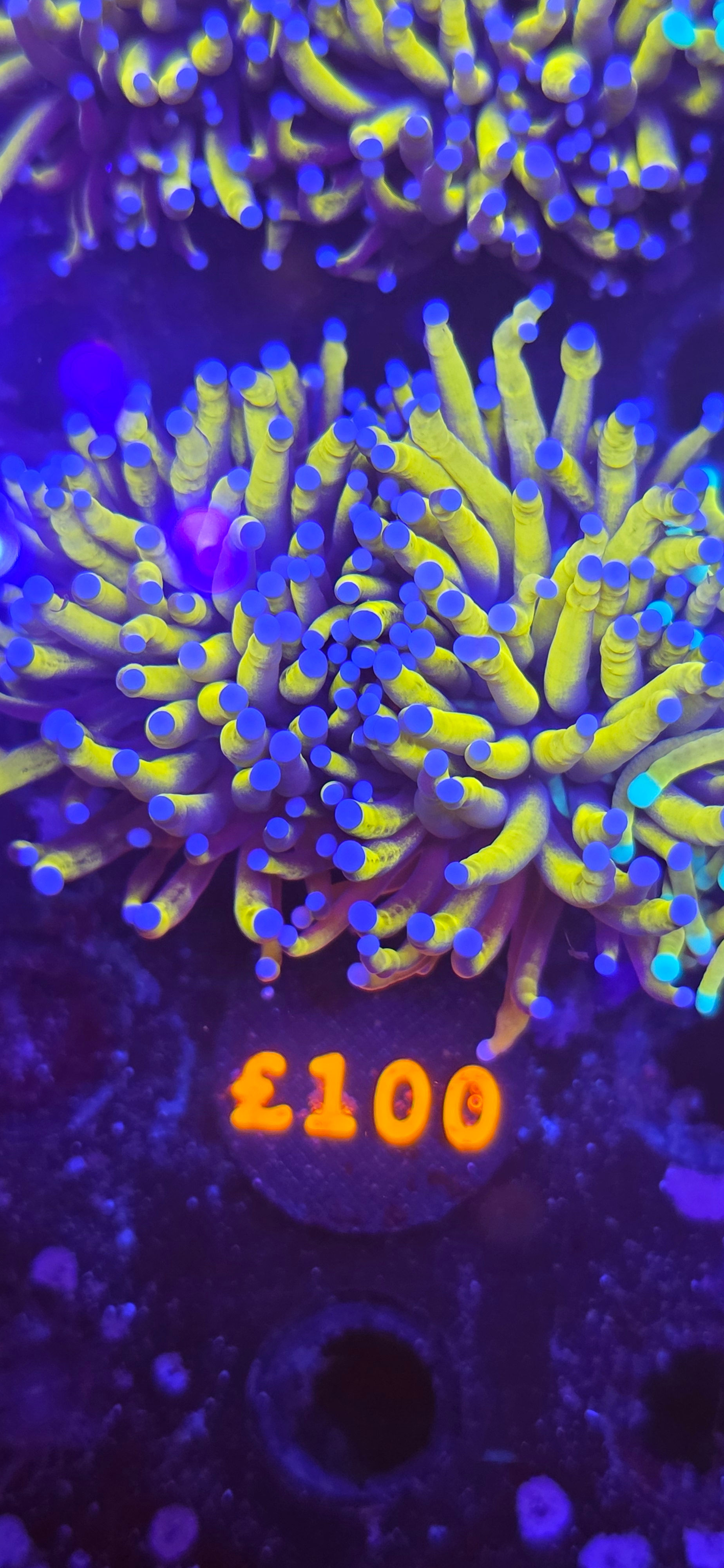 24k torch gold double 