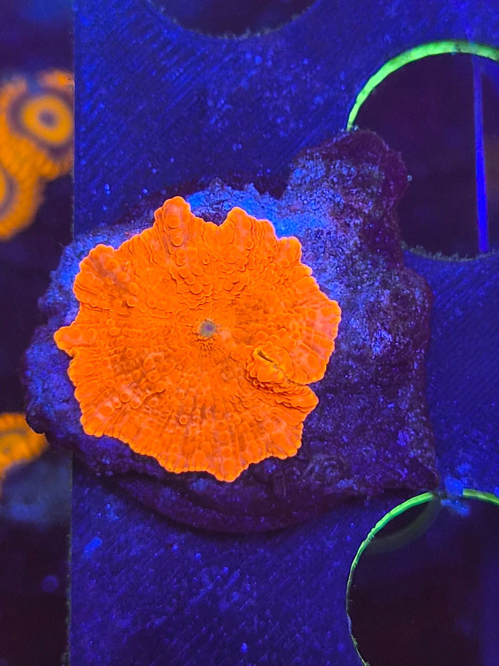 Thumbnail: Red mushroom coral 