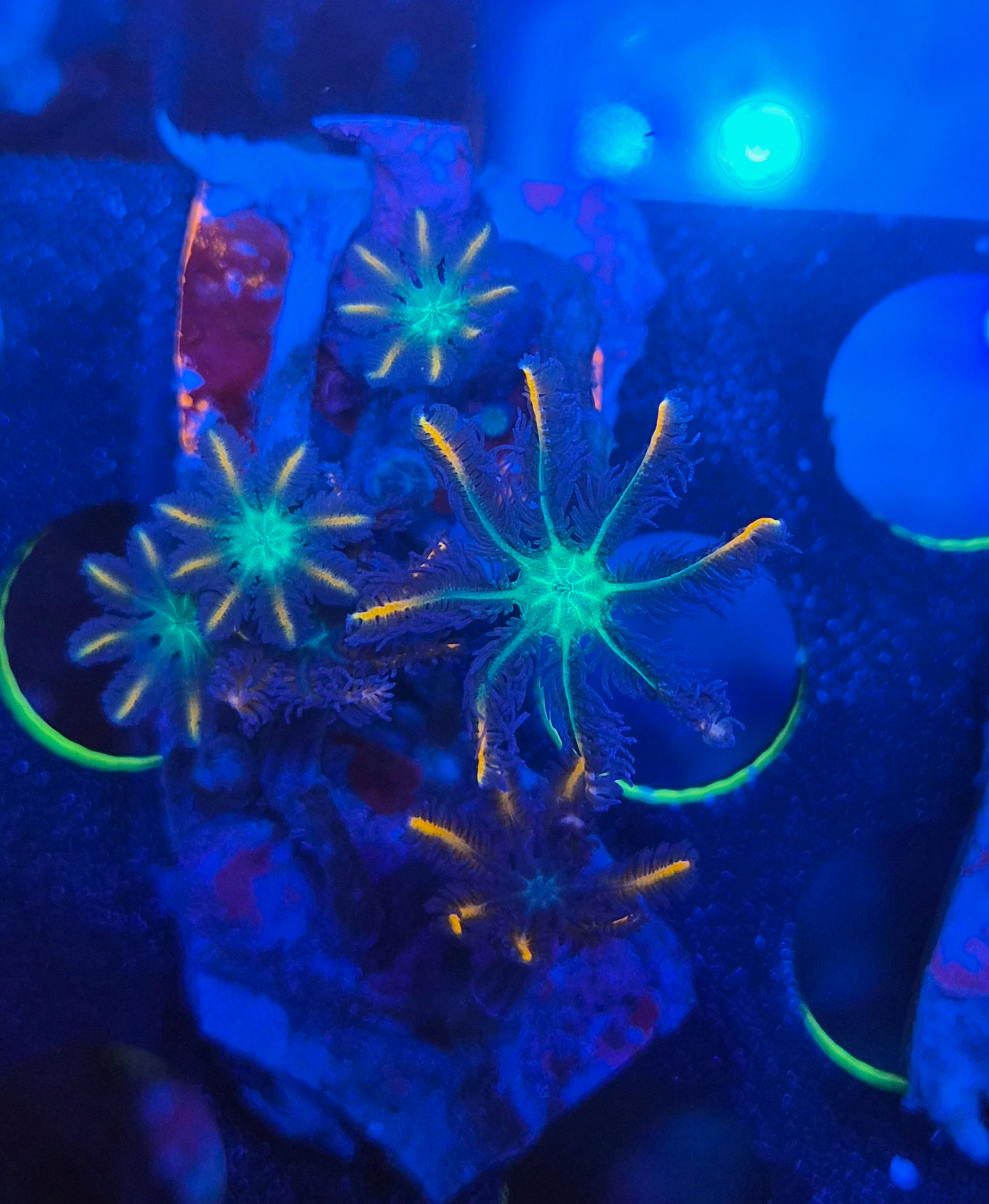 firework clove polyps 