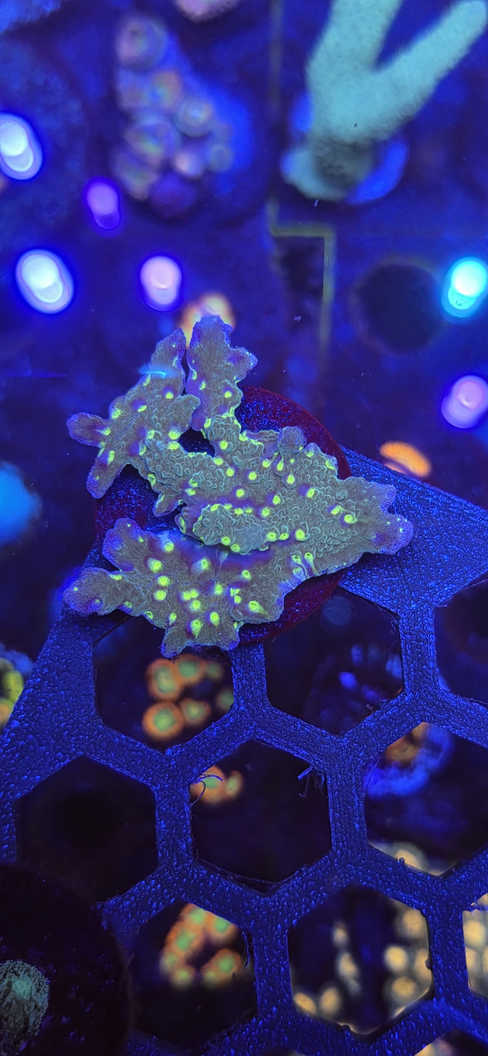 Montipora hirsuta 