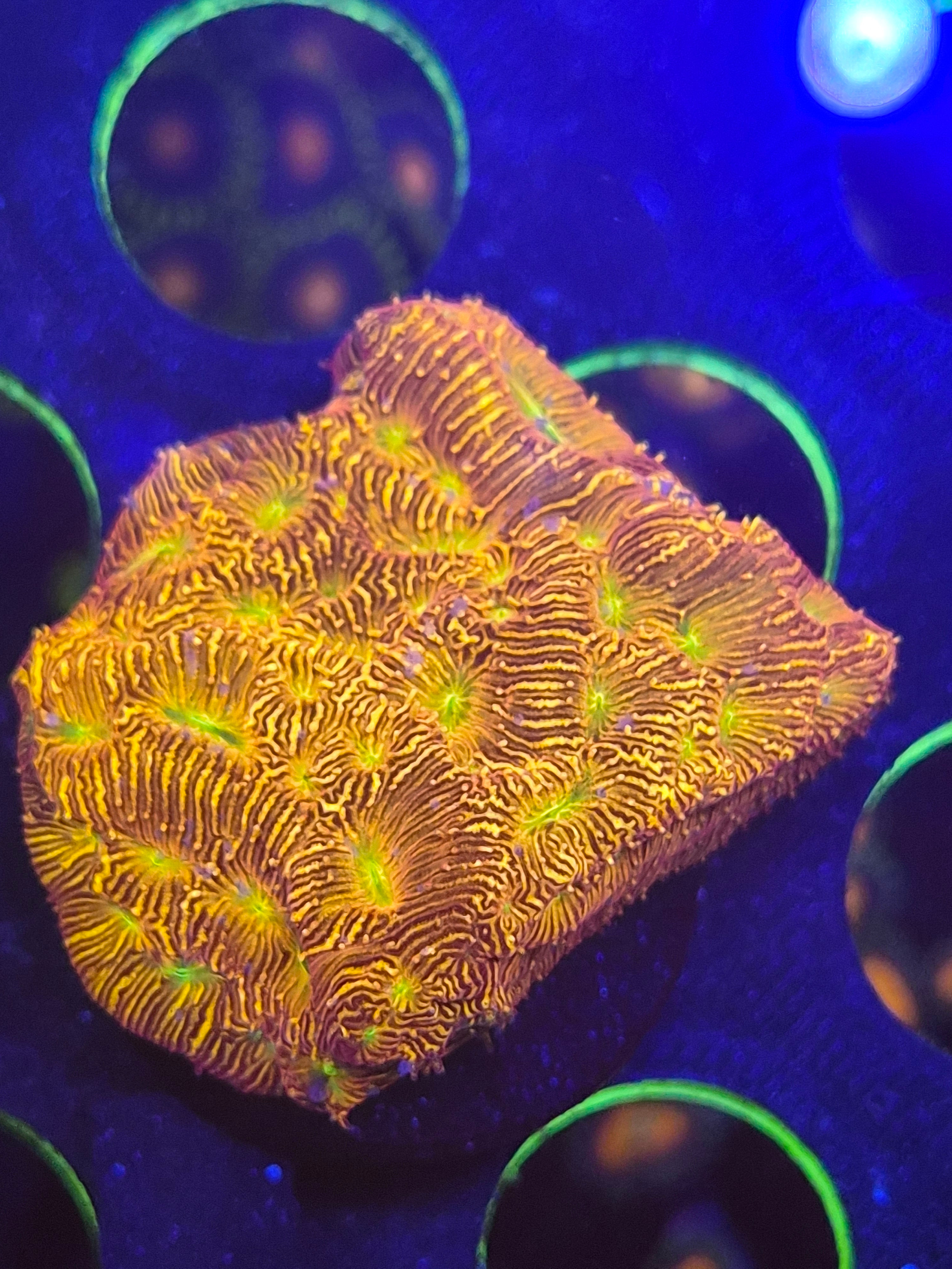 Jack o lantern Leptoseris