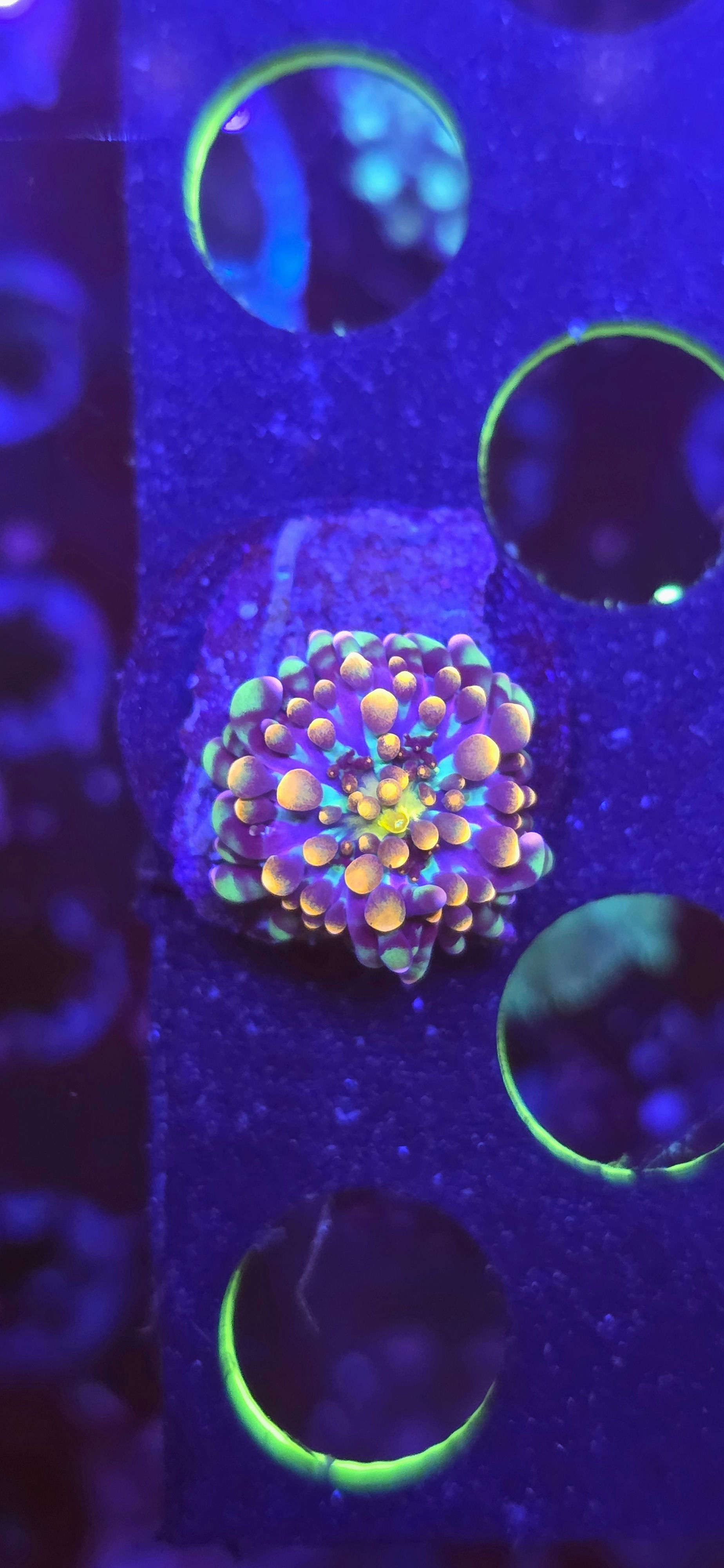 Mushroom Yuma wysiwyg #1