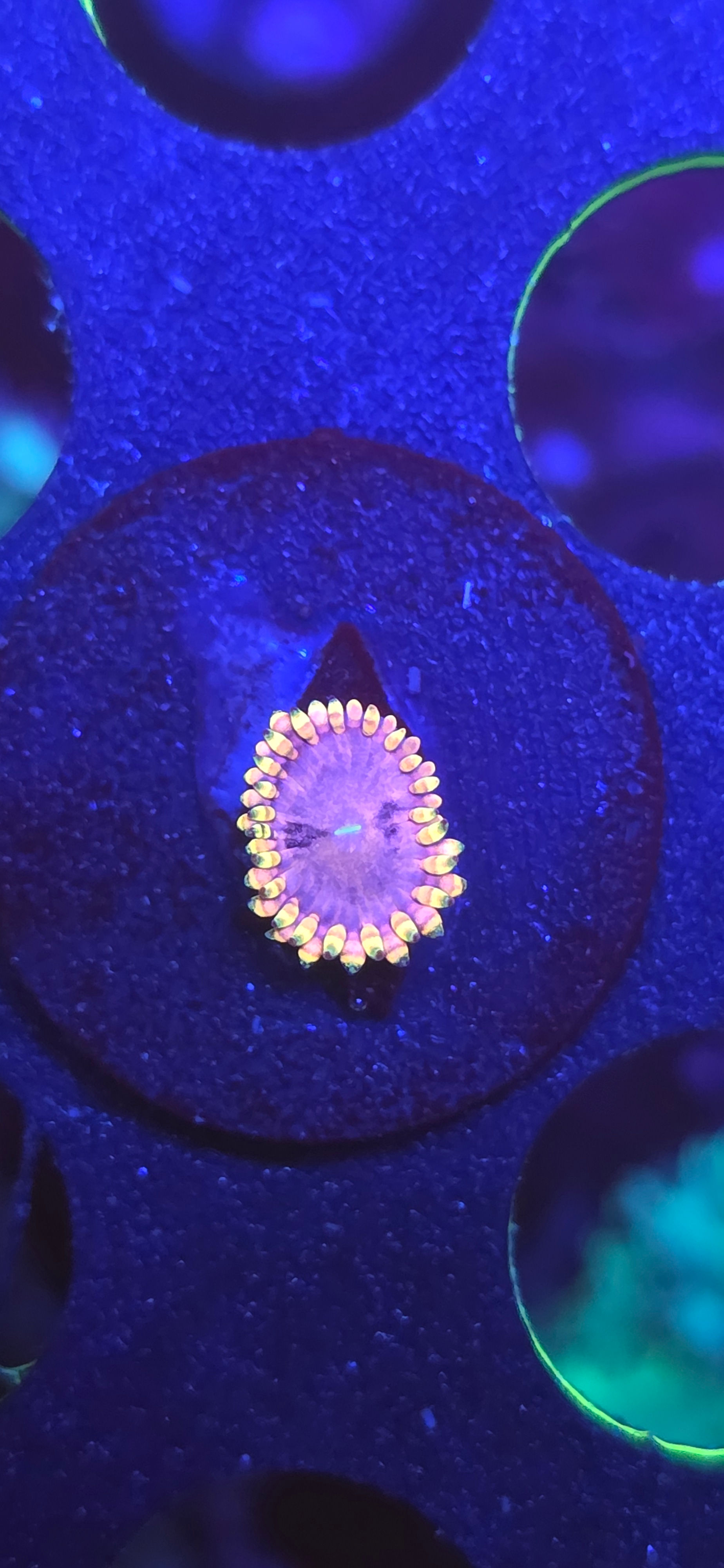 RR Koala Eye High End zoa 1 polyp