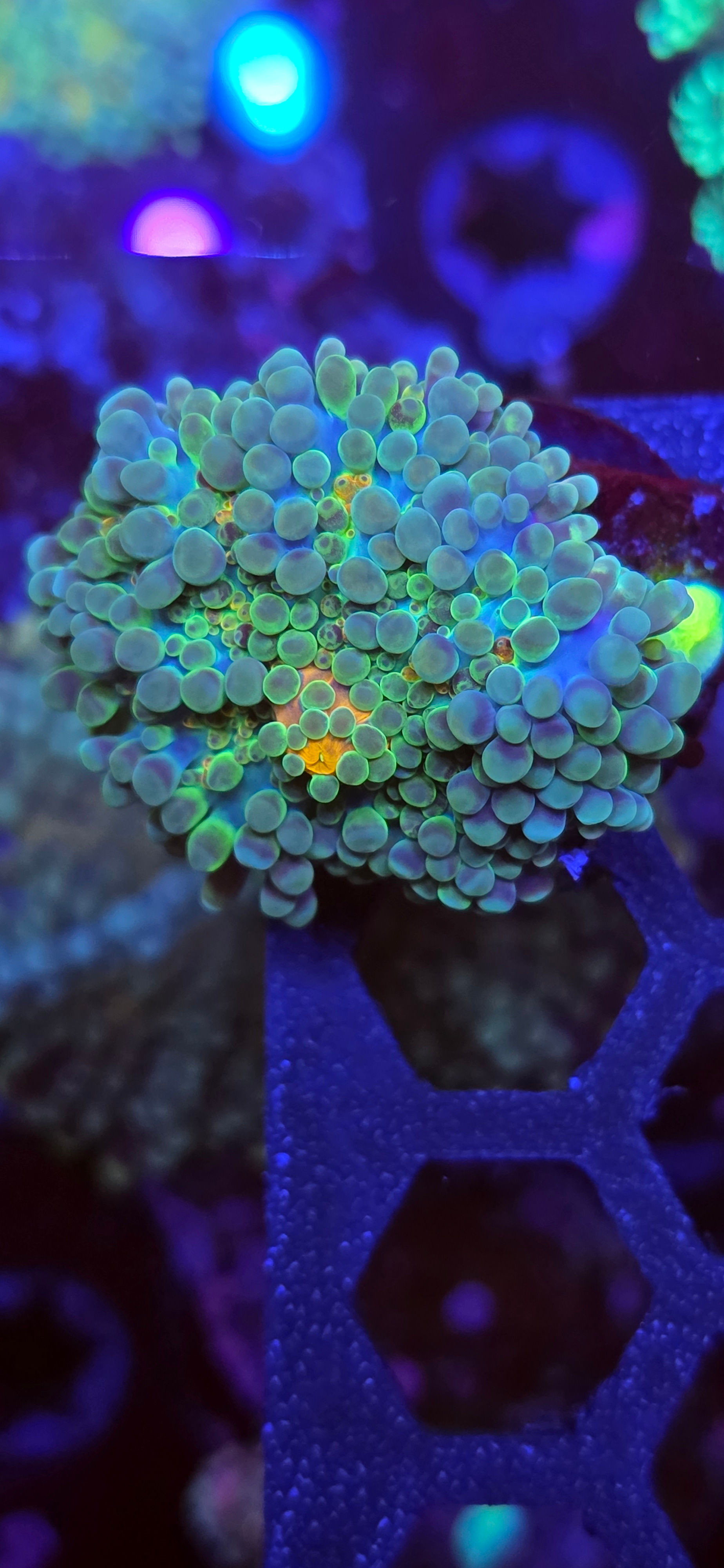 Yuma mushroom coral WYSIWYG #13