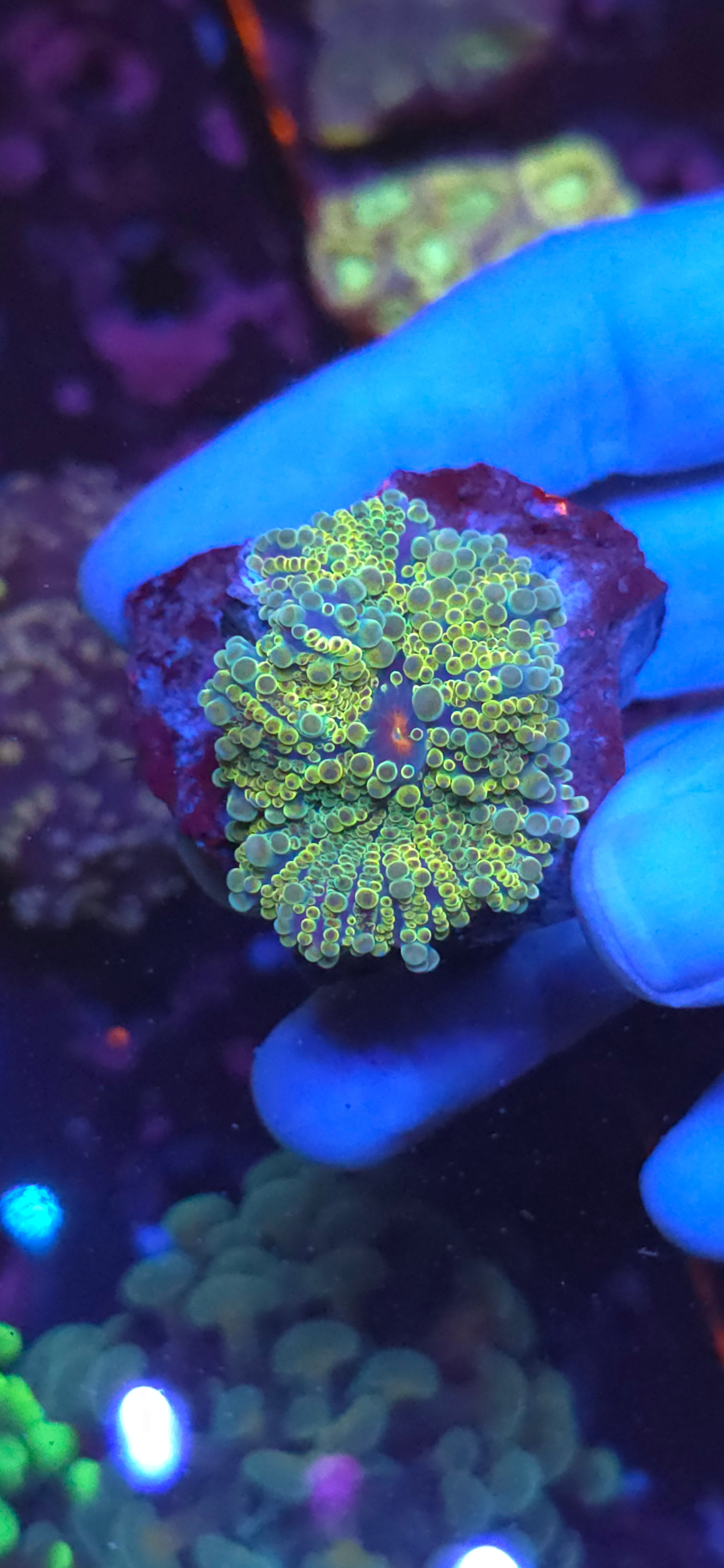 Yuma mushroom coral #1
