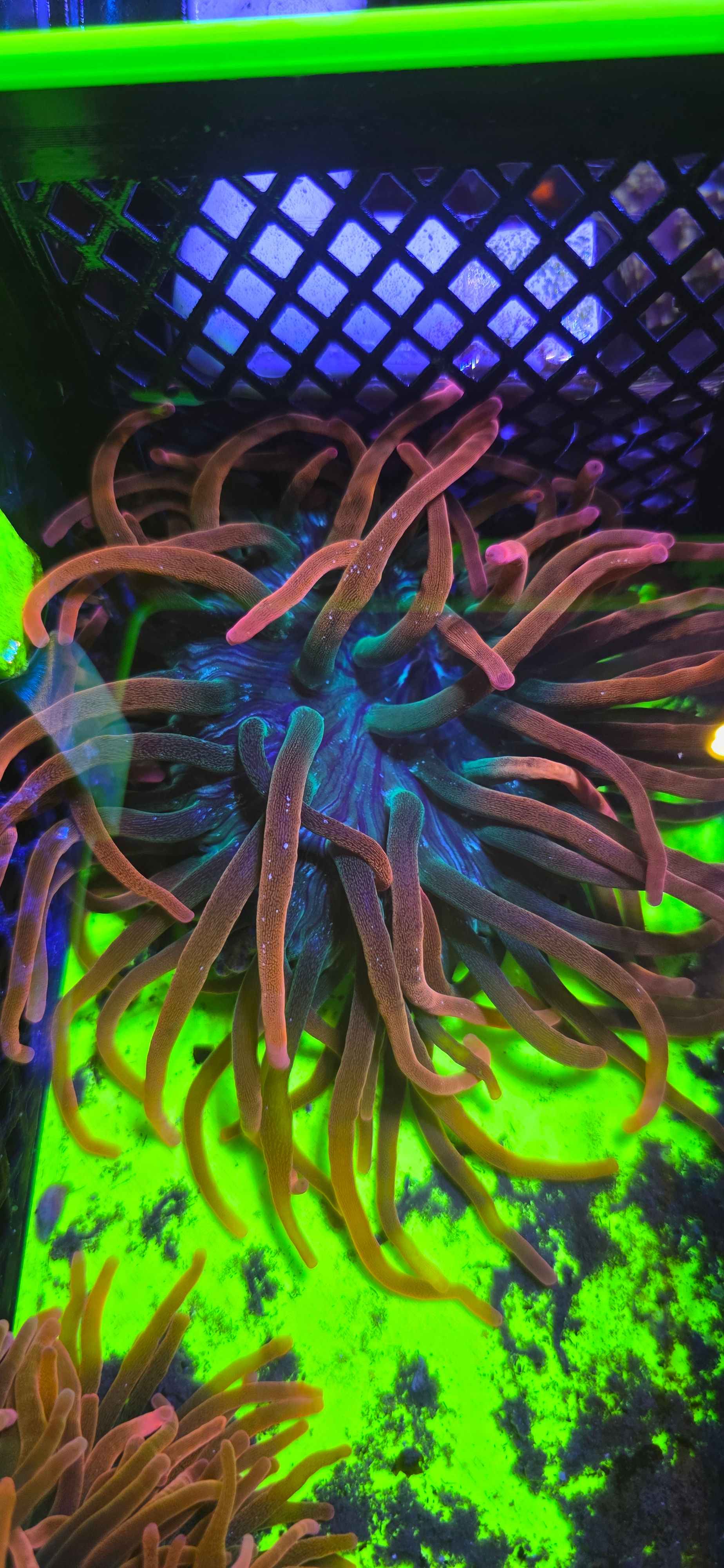 Bubble tip anemone 