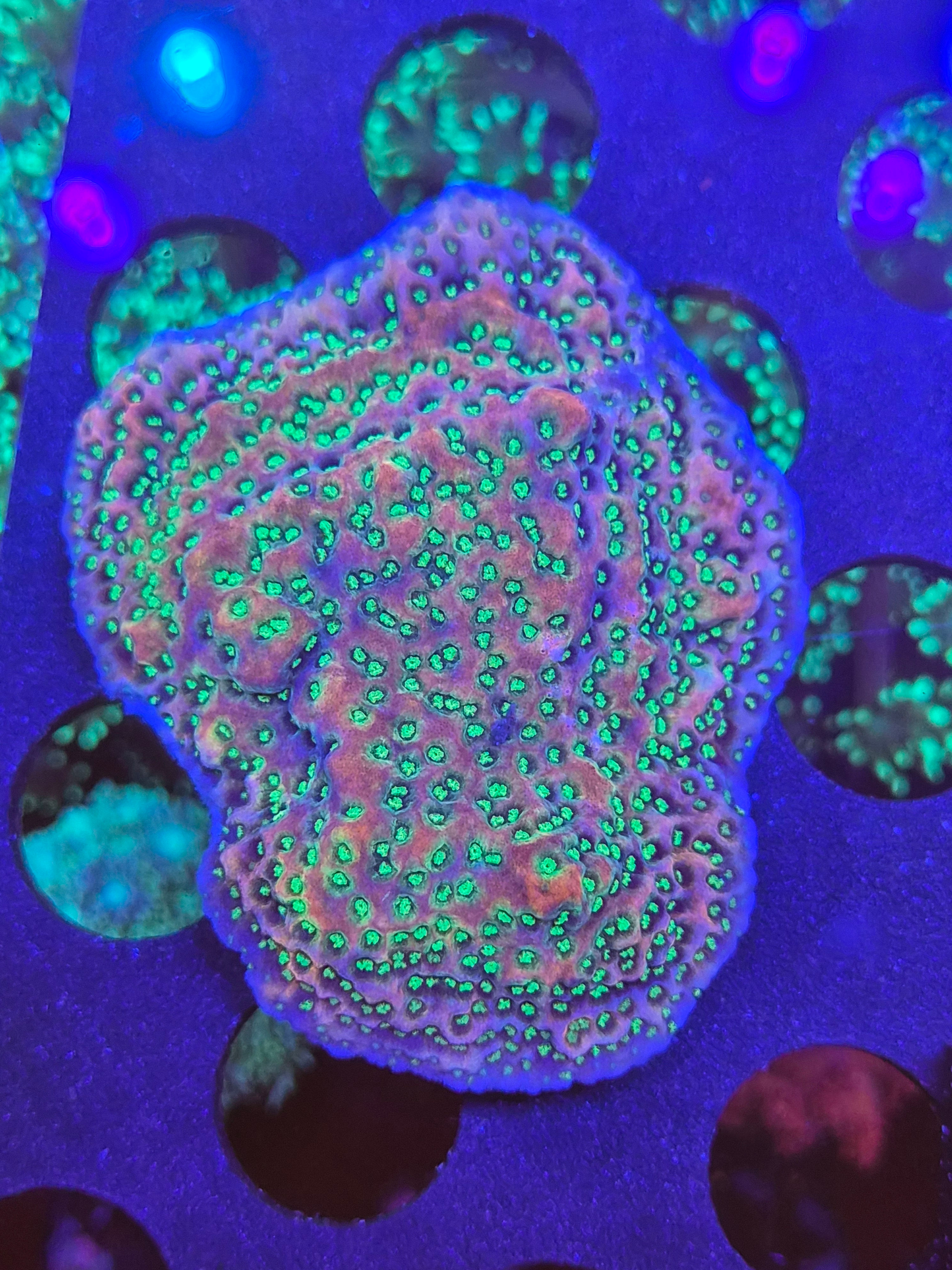 Tropic thunder  montipora coral 