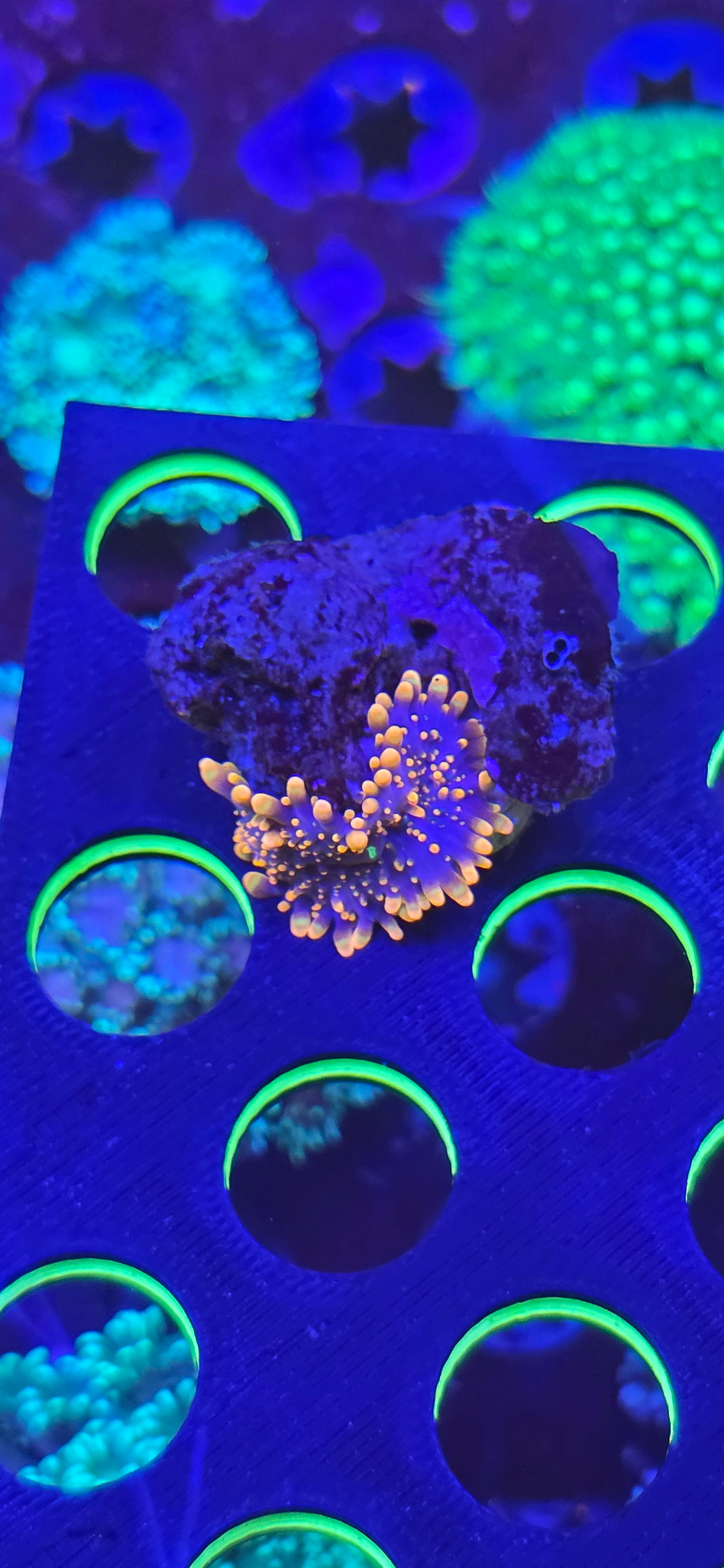 Yuma mushroom coral WYSIWYG #20