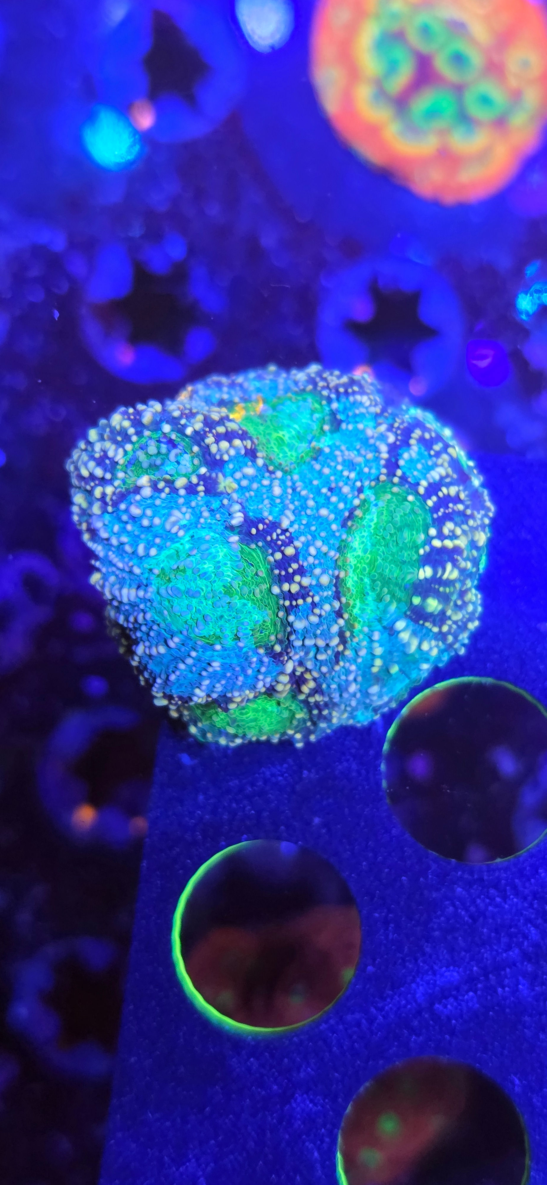 Blue Acan