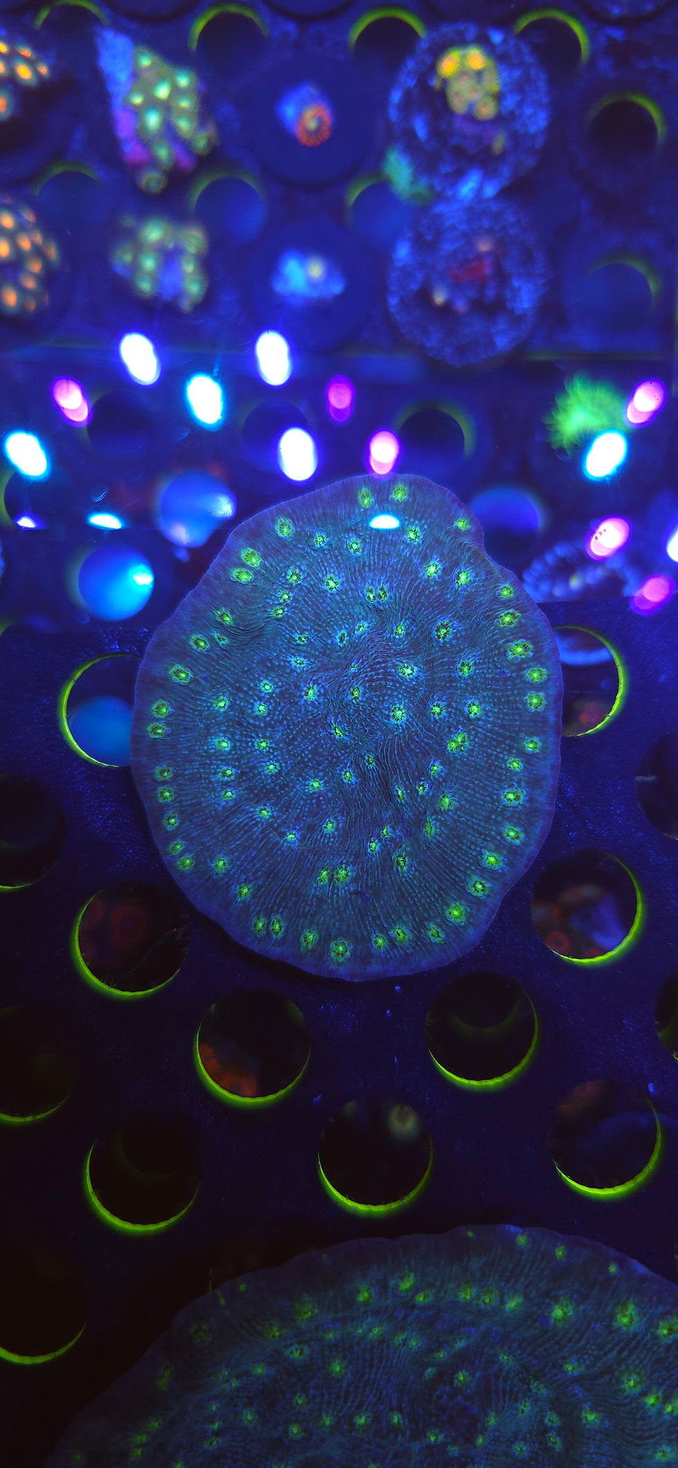 Thumbnail: Hollywood stunner chalice coral 