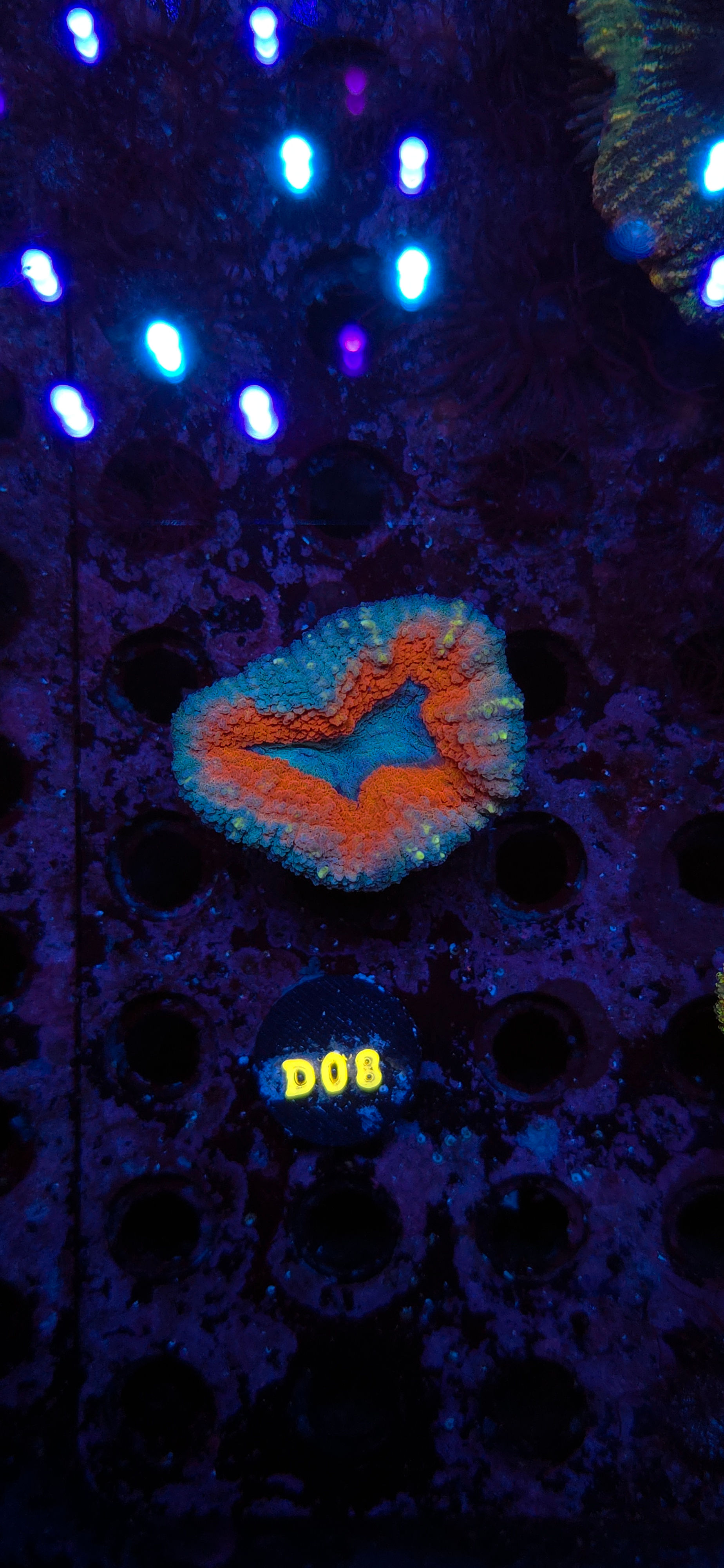 Lobophyllia coral WYSIWYG D08