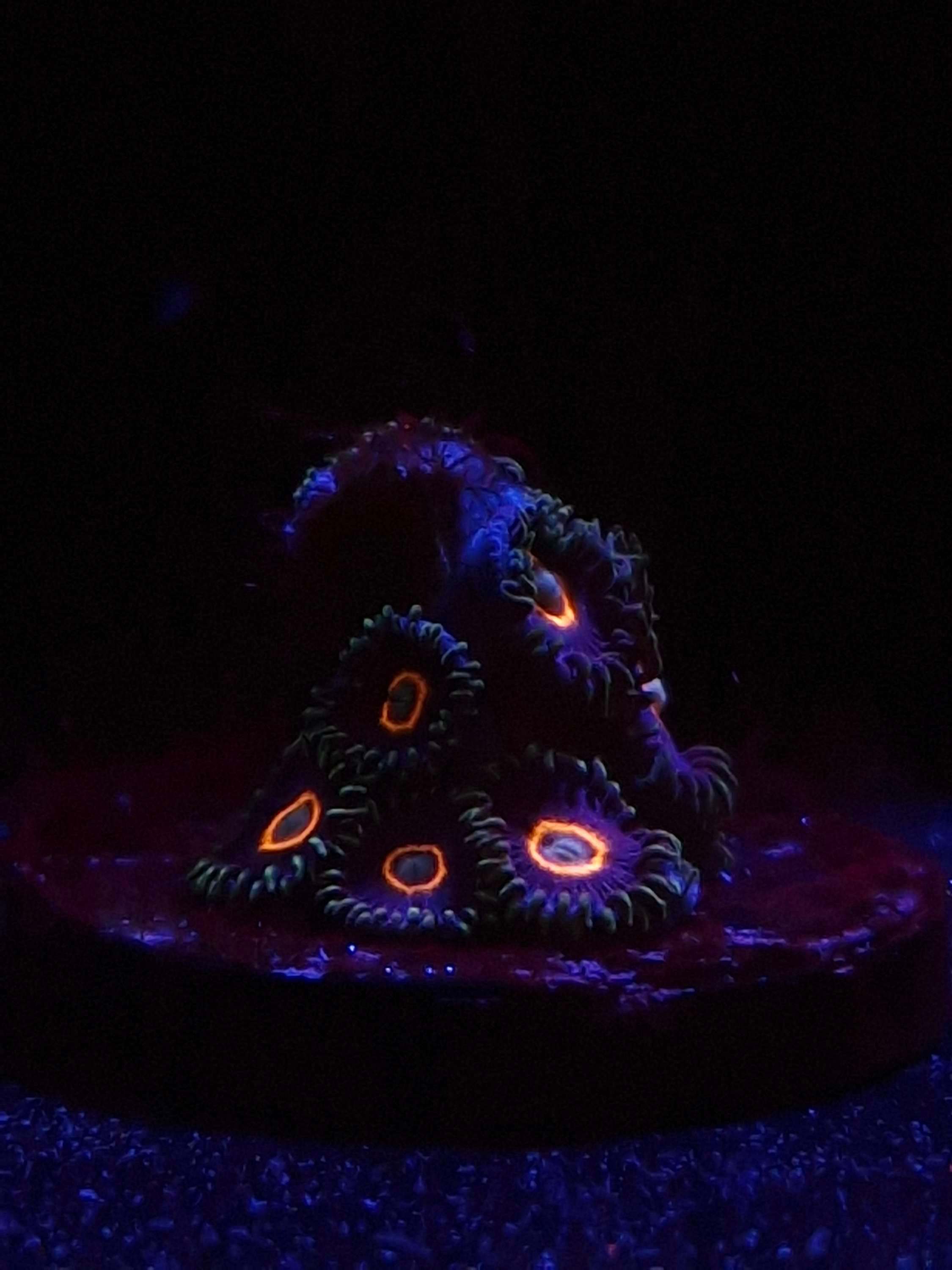 UFO Hornets zoa min polyps 4