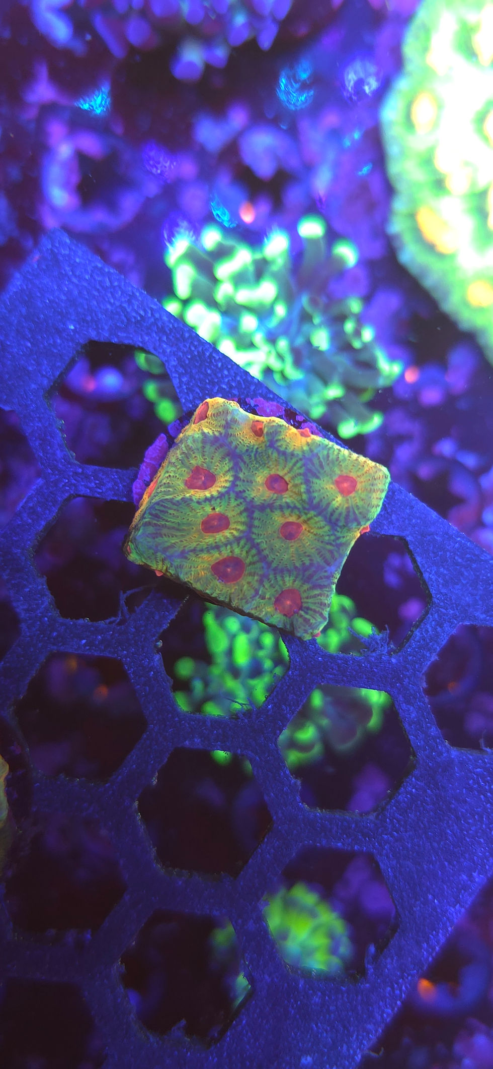Thumbnail: fascination Favia coral