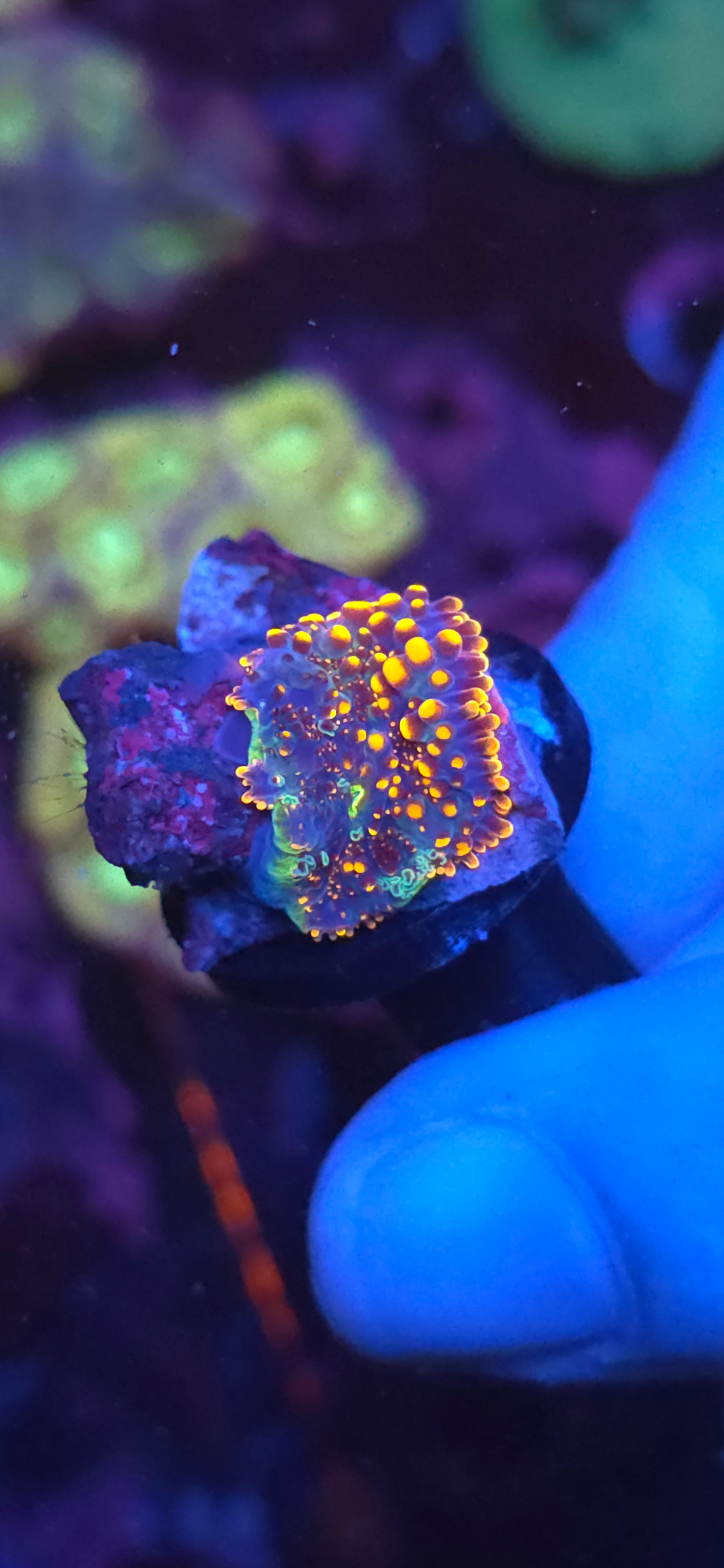 Yuma mushroom coral #24