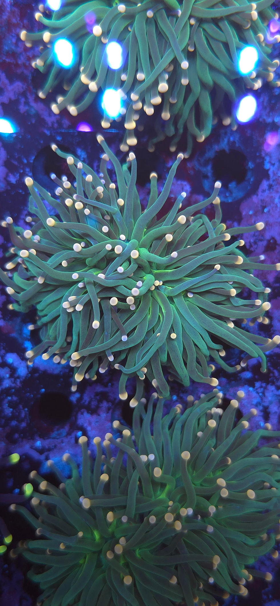 Thumbnail: Green copper tips torch coral 