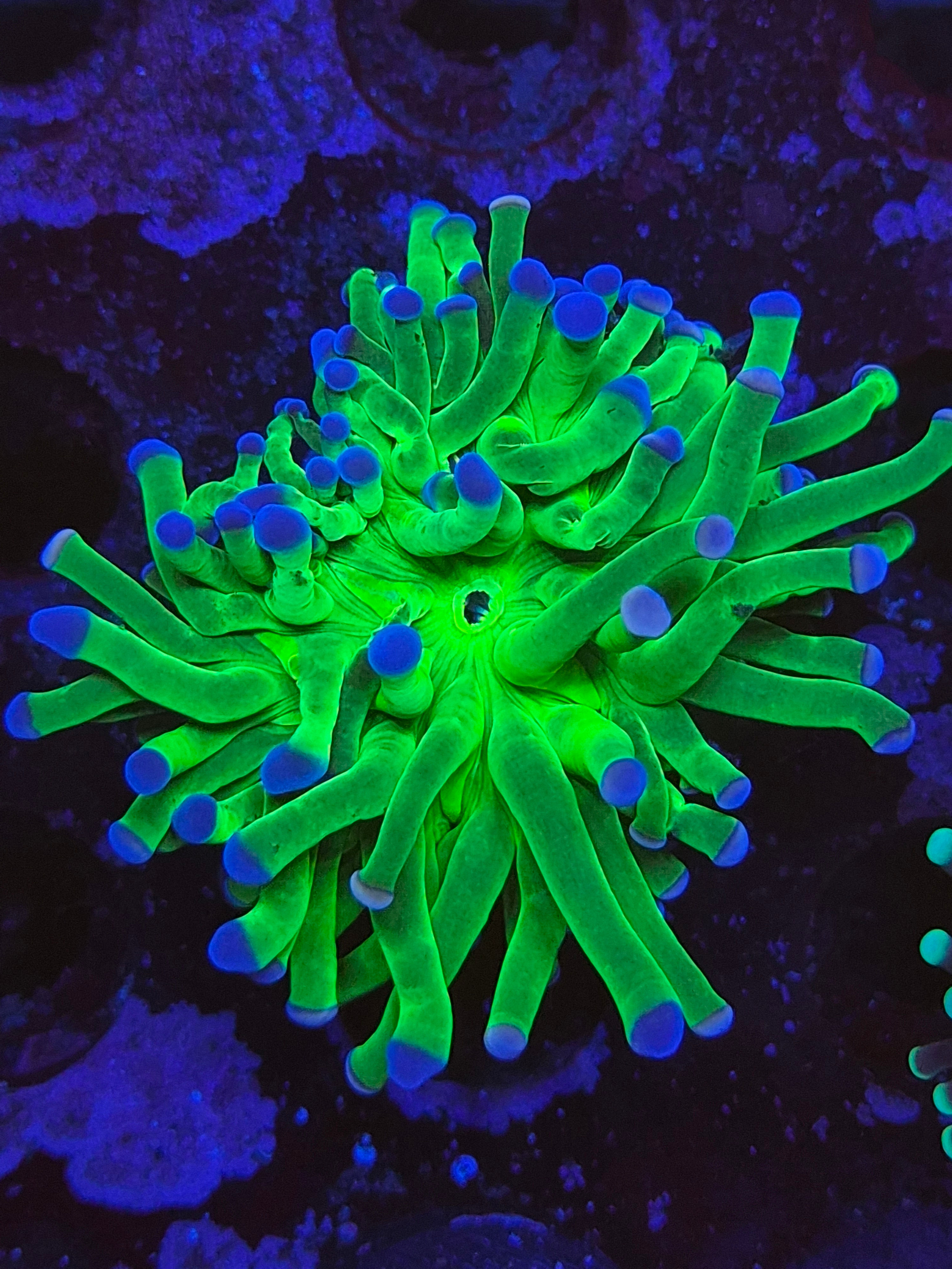 Rainbow candy torch coral 