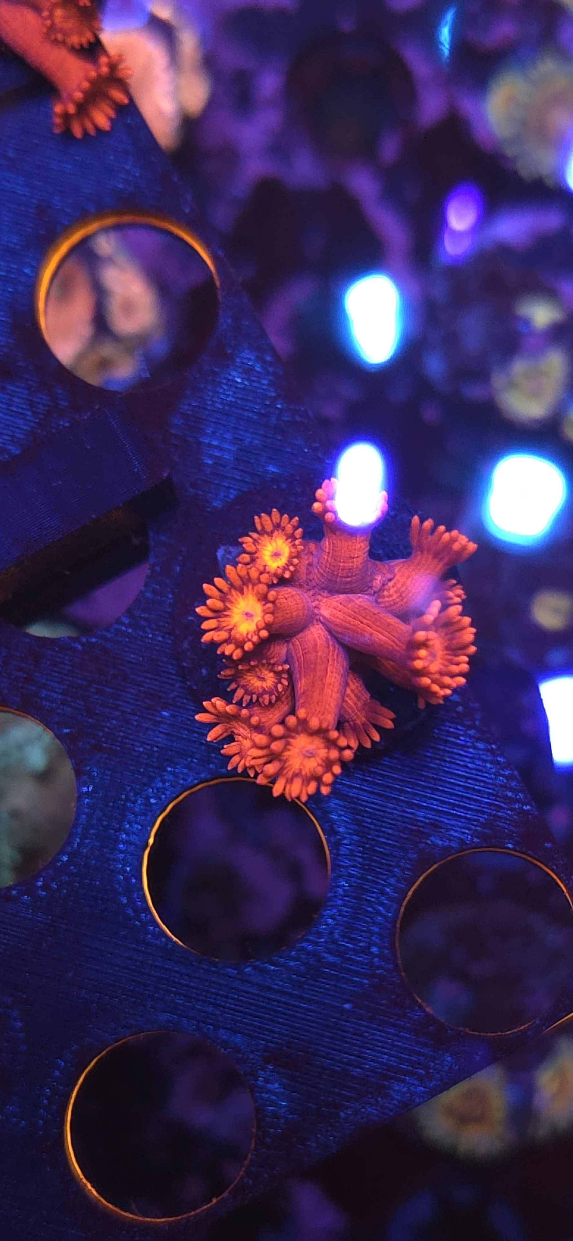 Goniopora Coral #14