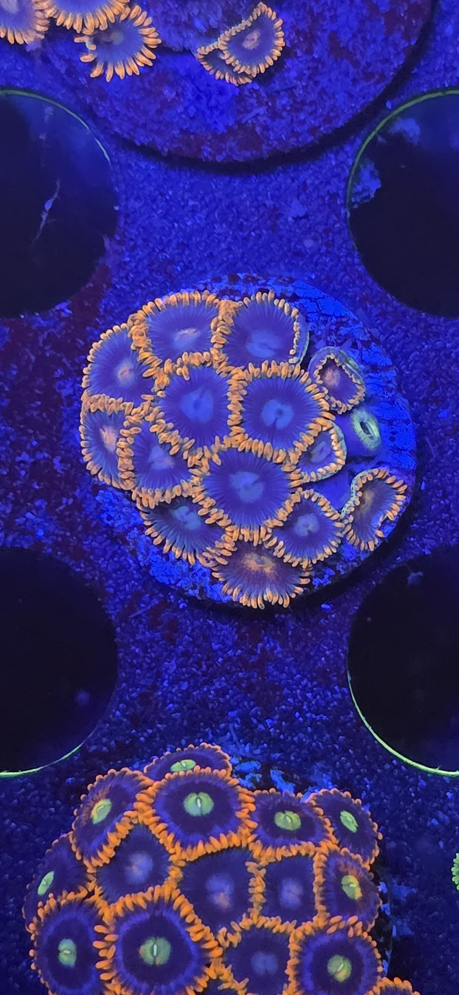 Orange lash zoa min 6polyps