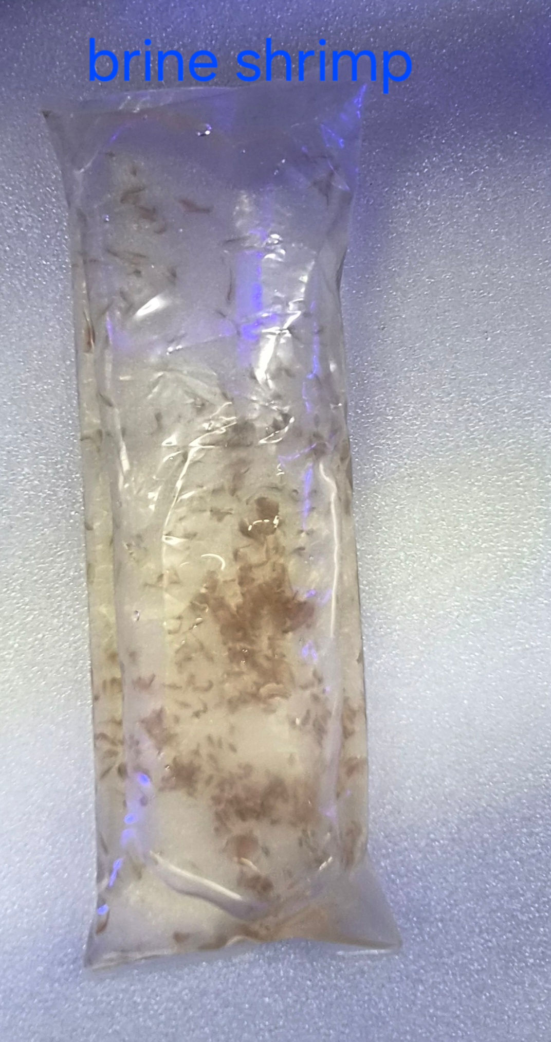 LIVE food Brine shrimp 100ml