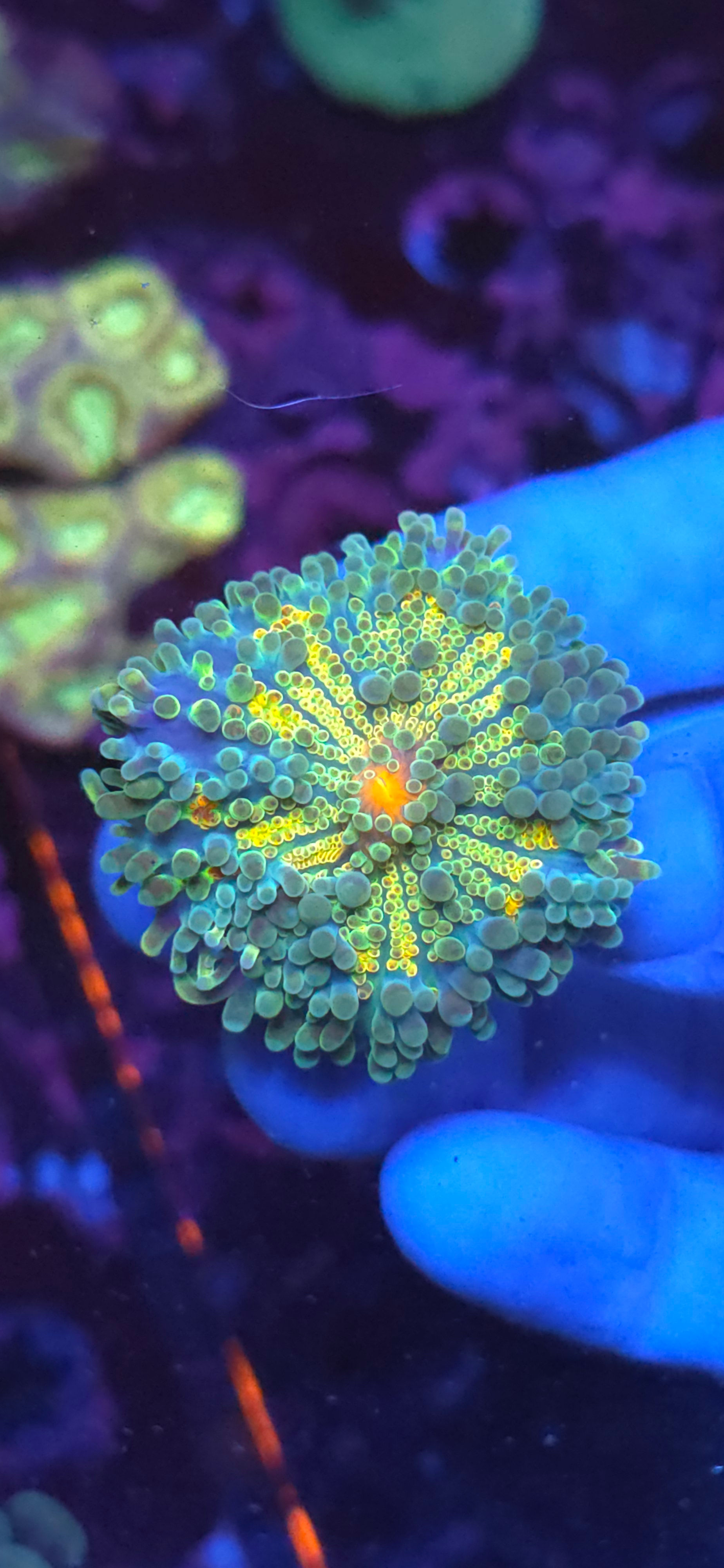 Yuma Mushroom coral #15